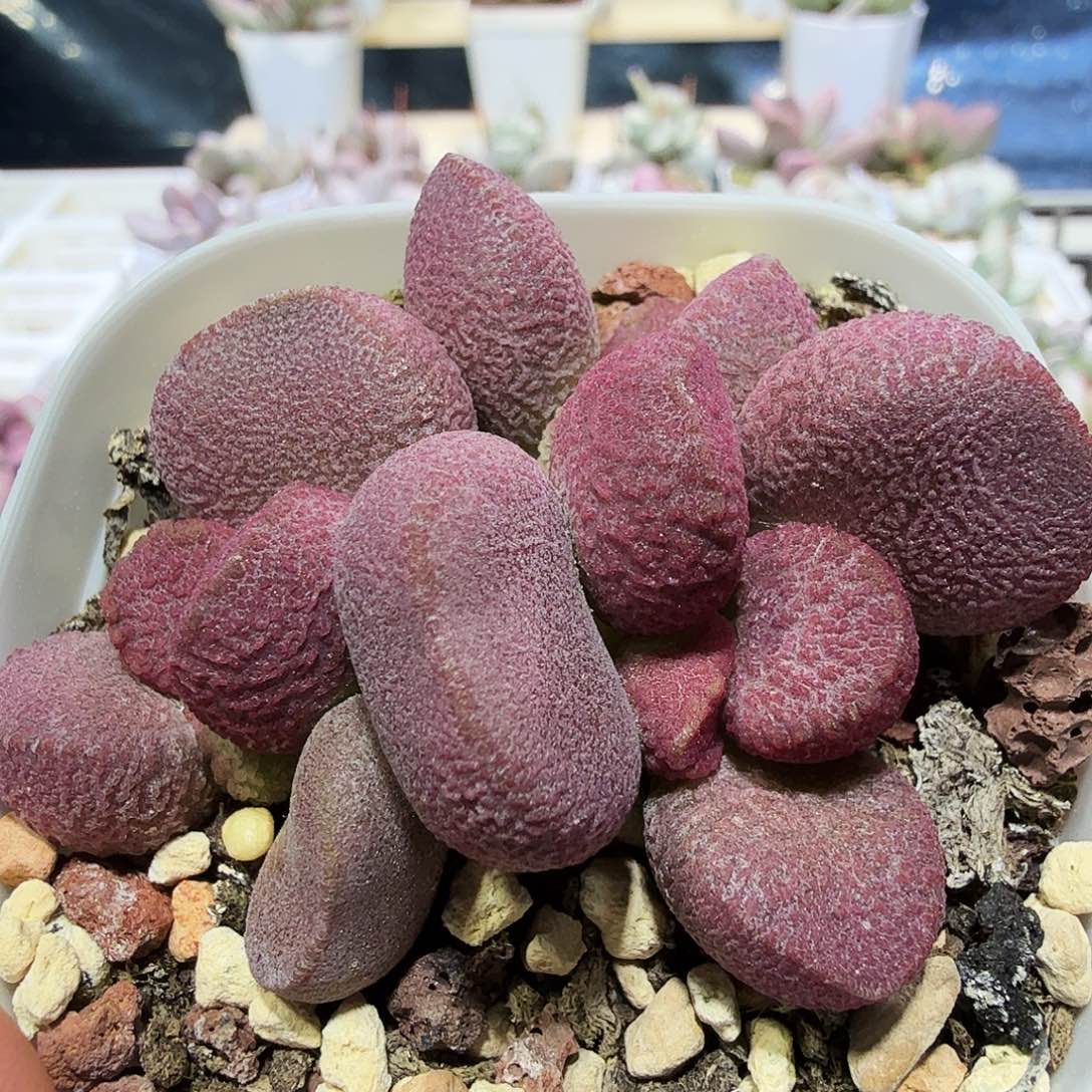 夏娃水泡多肉植物