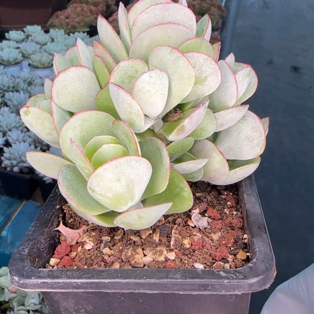 从前慢多肉编号白眉树