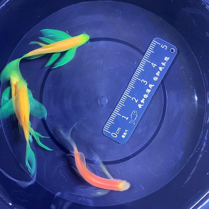 斑马鱼蝶翼斑马龙凤4厘米3送一红