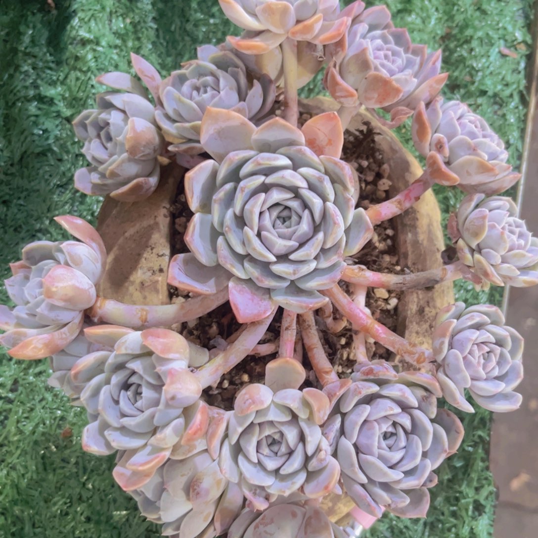 汉堡03168多肉植物
