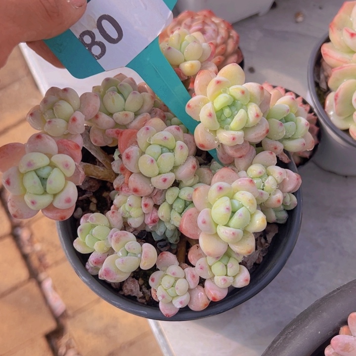 健健康康平平安安