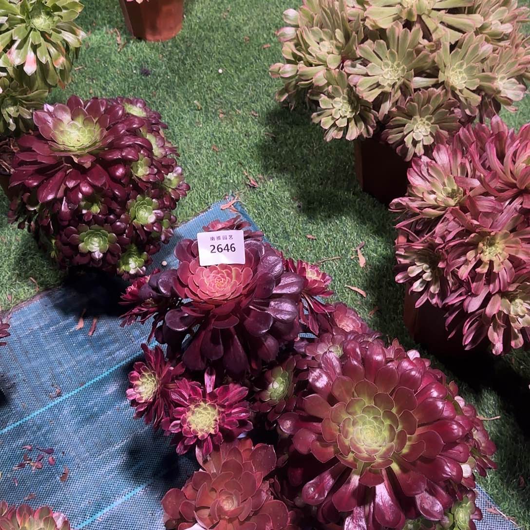 S*多肉植物福利3棵2646