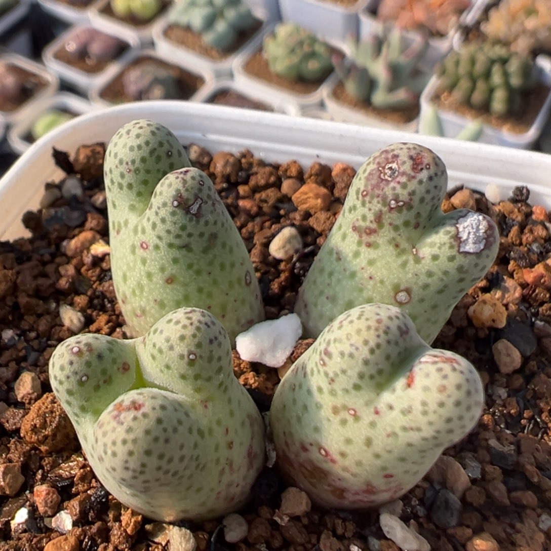 140多肉植物百科斑马