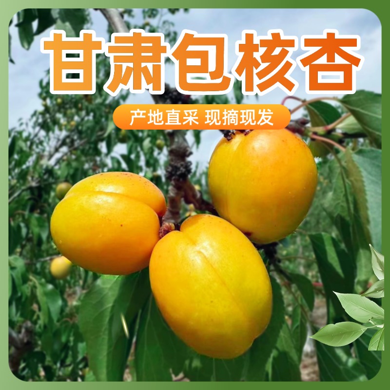 甘小胖甘肃包核杏油杏李广杏新鲜水果 杏子现摘现发 