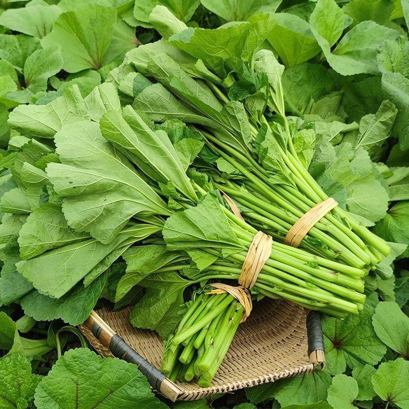 【顺丰包邮】冬寒菜 葵菜 应季蔬菜 现摘现发