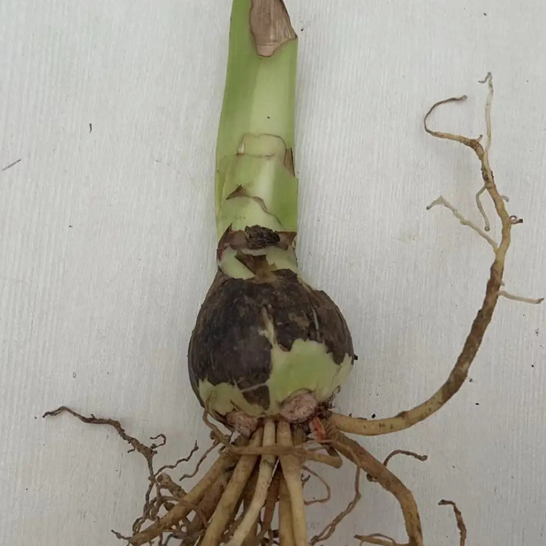 朱顶红【绿色花边一物一拍？厘米左右1粒】无根叶裸球