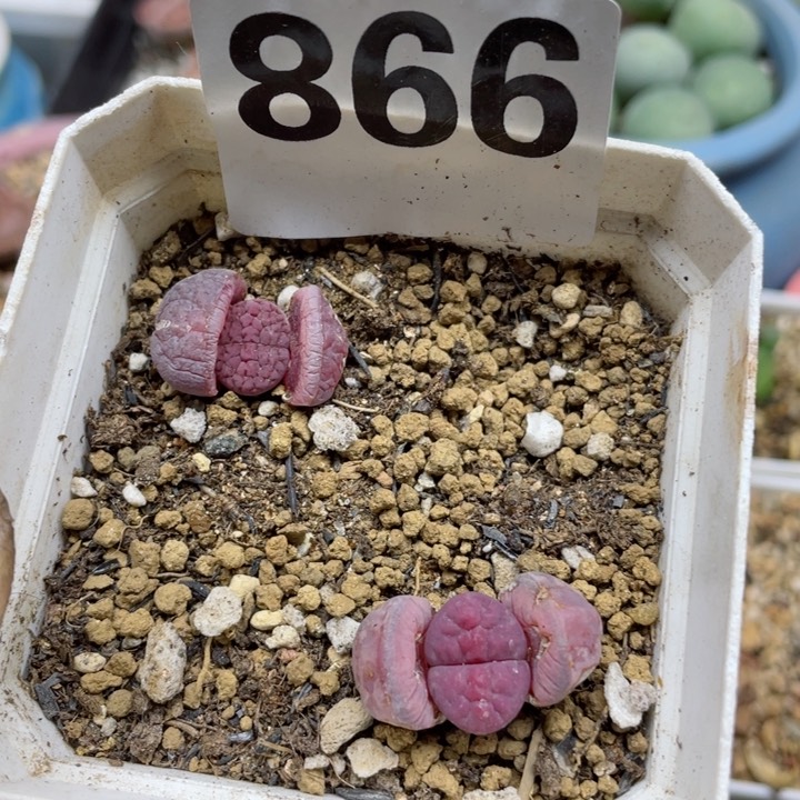 W****g866阿克塞尔玫瑰带盆