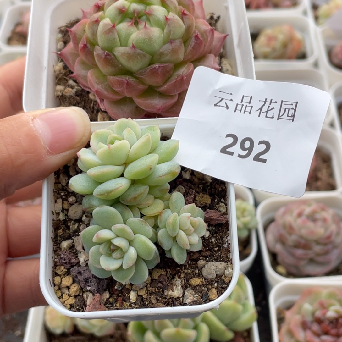 甜***力292号糖心冰心珍妮2