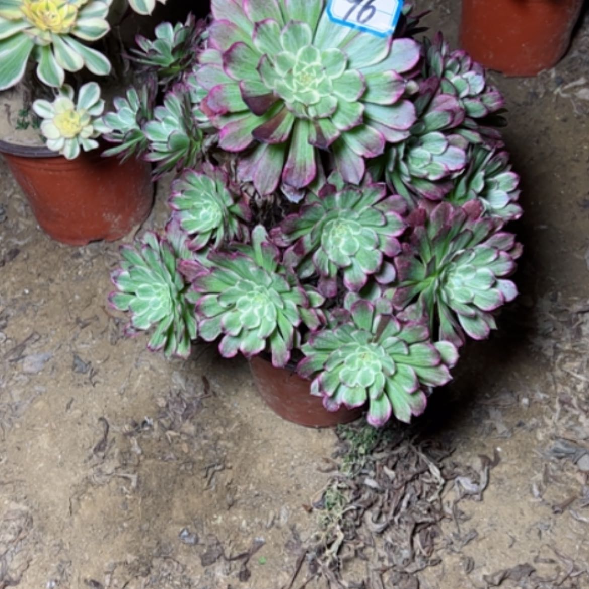 【闪购商品】多肉植物绿体96