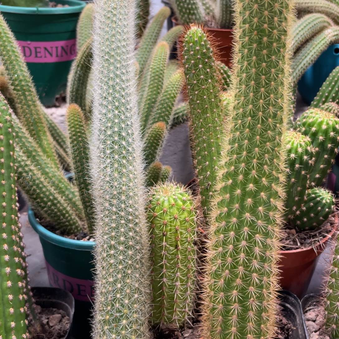 自根新品狐妞加人鱼保25公分两杯组