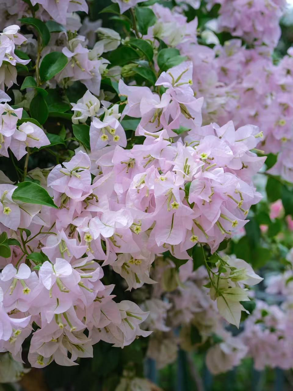 【苹果花】勤花品种三角梅四季开花好养易活原盆原土带花带叶发货