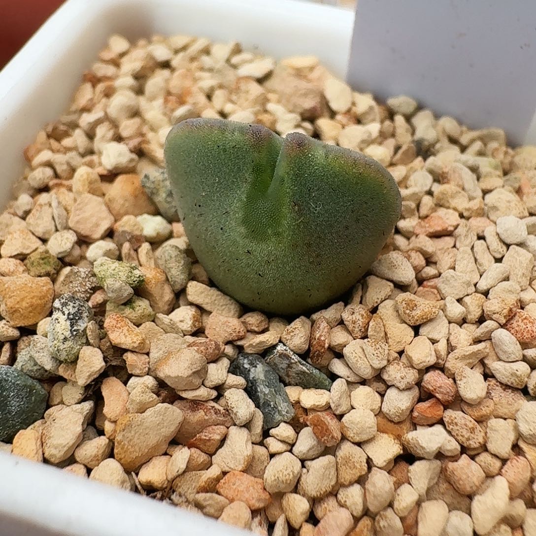 ****菁多肉植物福利风铃15