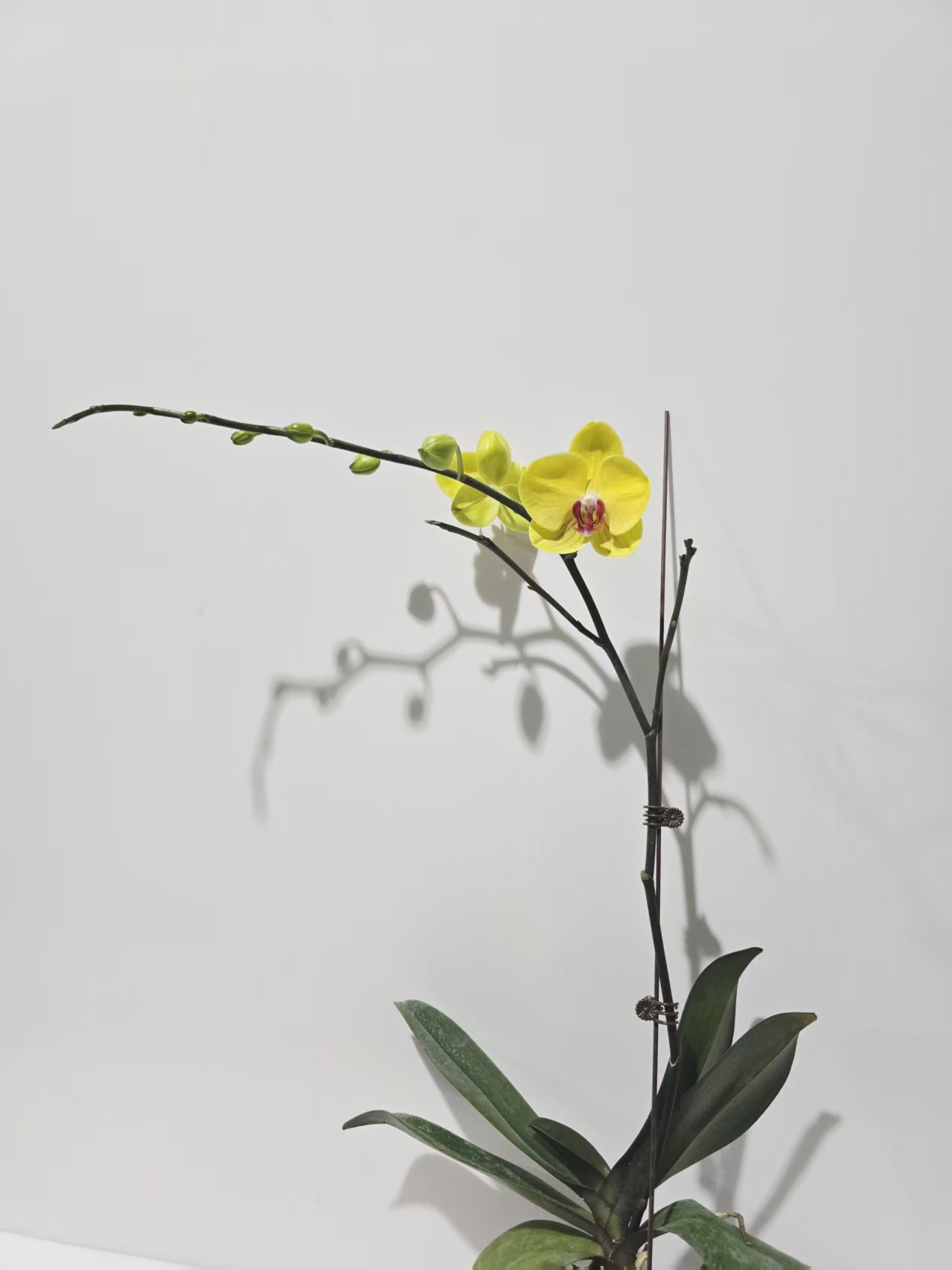 蝴蝶兰【金公主3.0寸加高杯】带花带花苞开花株发货