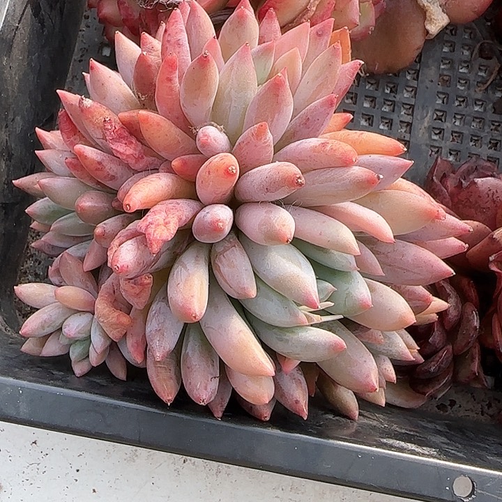 普****商青蛙王子儿童牙膏111