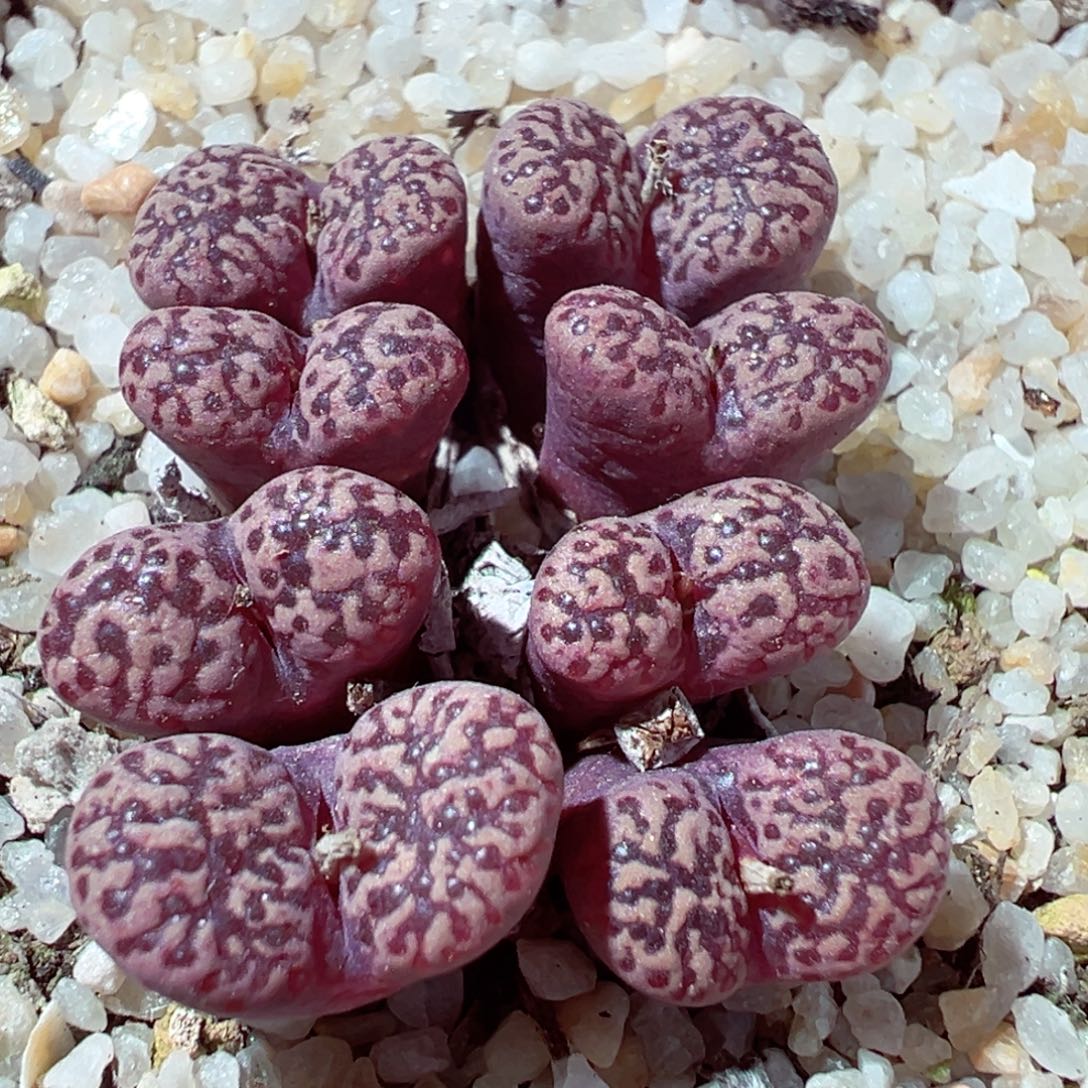 1209-311多肉多日粉鸟