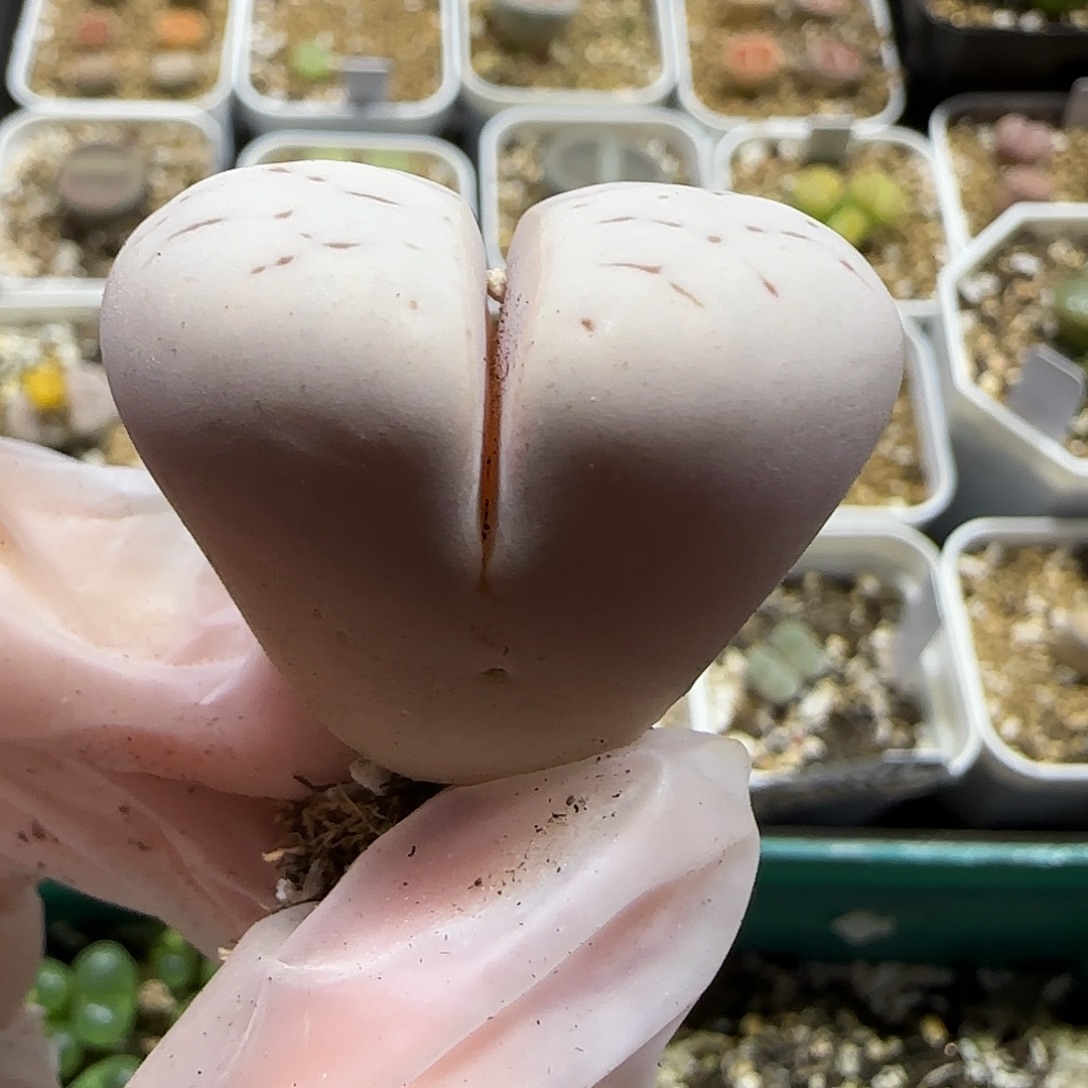 11.21。  c242超大留蝶3.6公分。8009