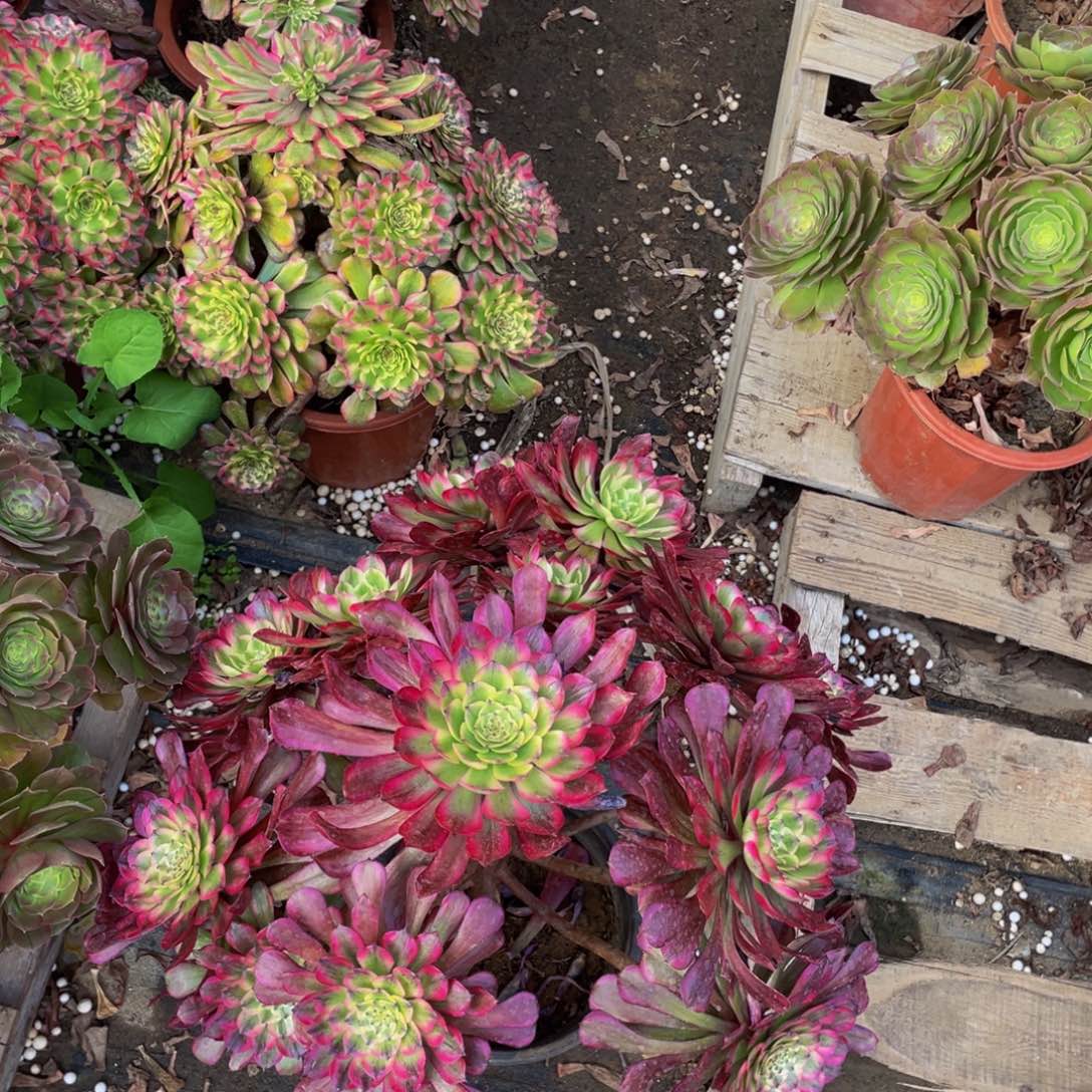 蓝湖922老桩鲜花