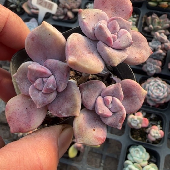 159紫乐多肉植物多