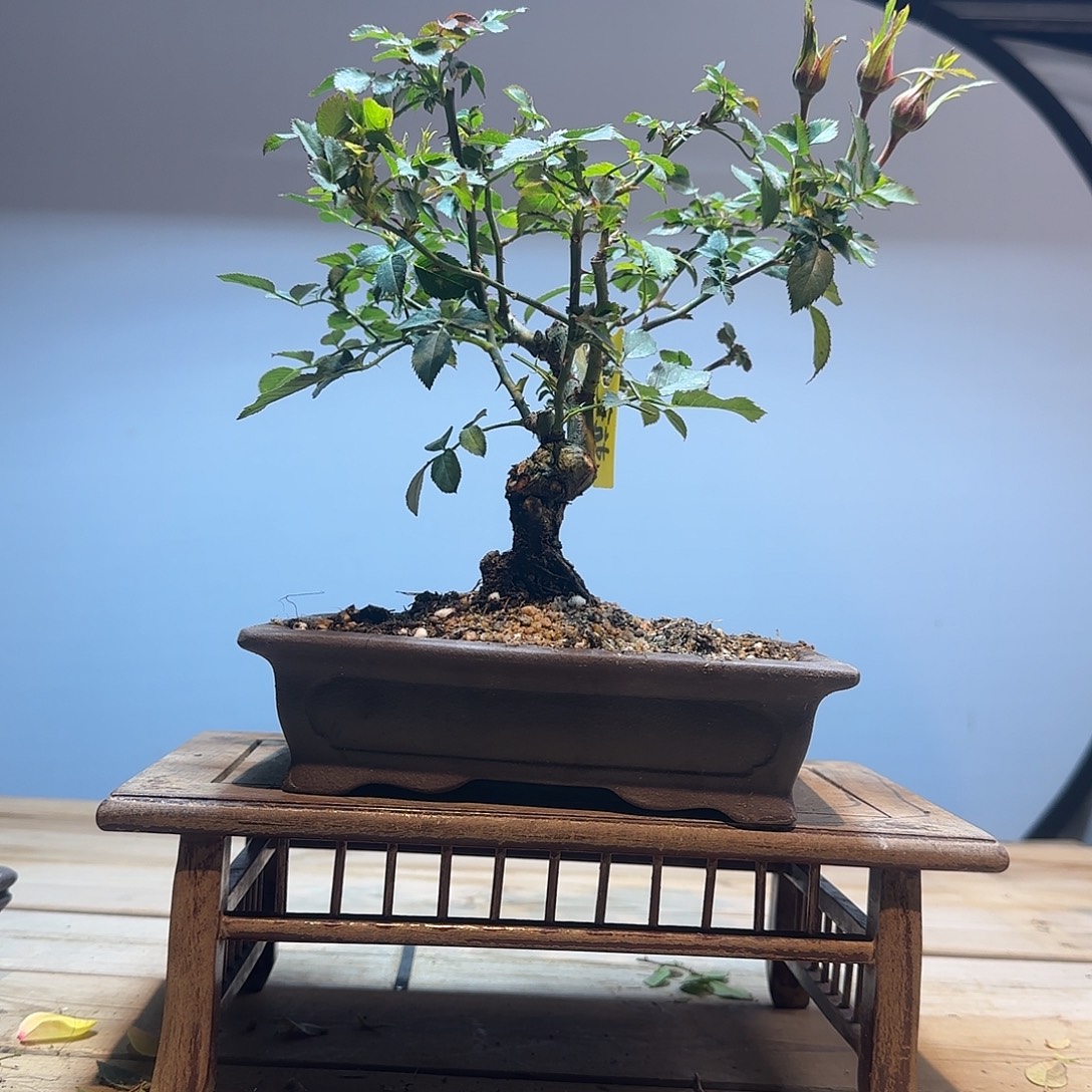 完全开放月季盆景