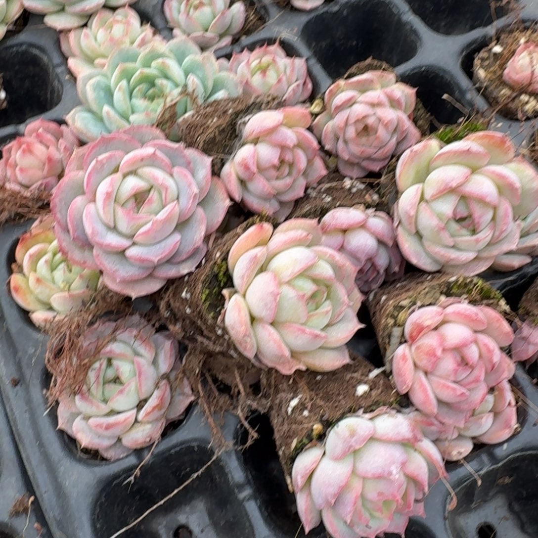 5-20左四月影杂交晚霞选粉色红遍十棵量拍发货