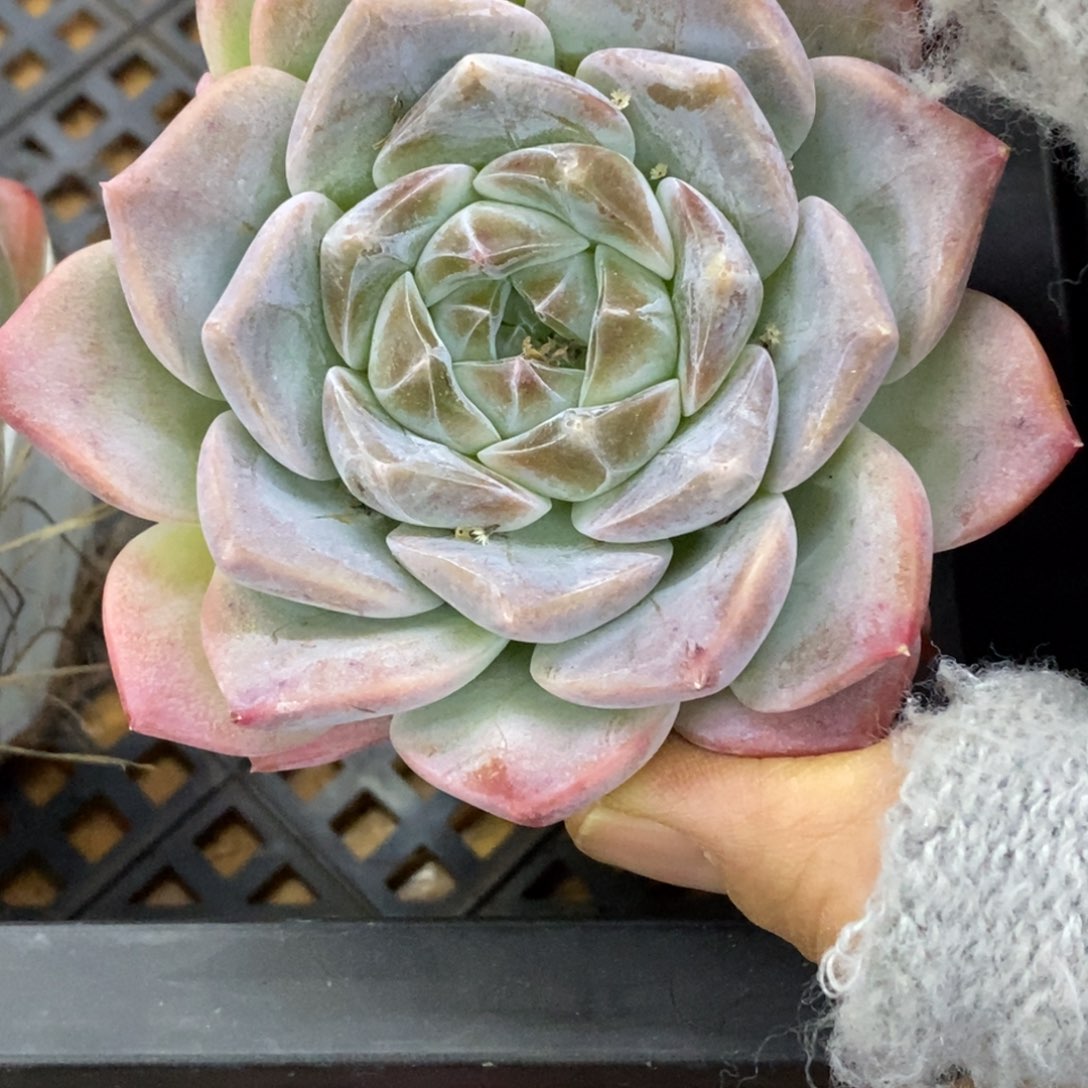 精品多肉一物拍不包整189