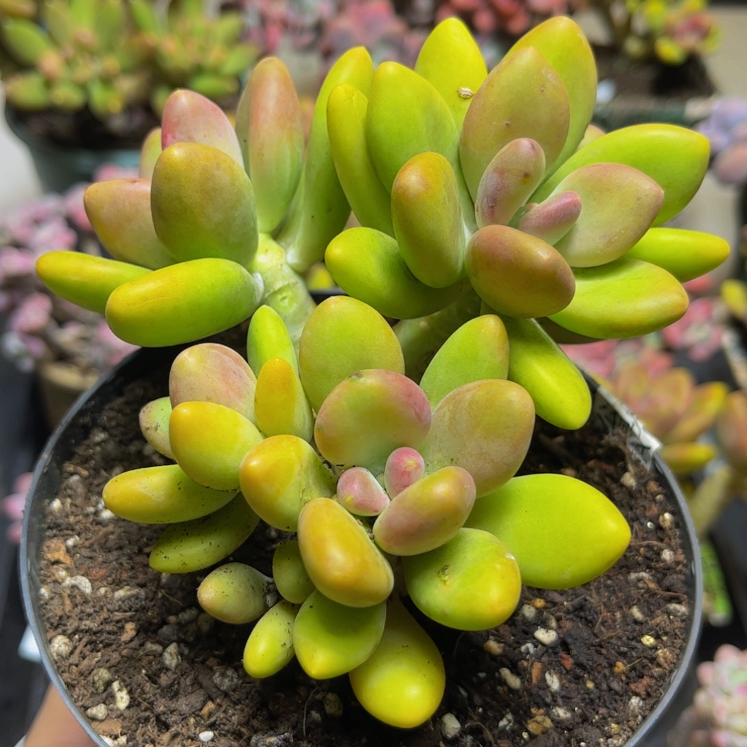 198芒果奶12厘米多肉