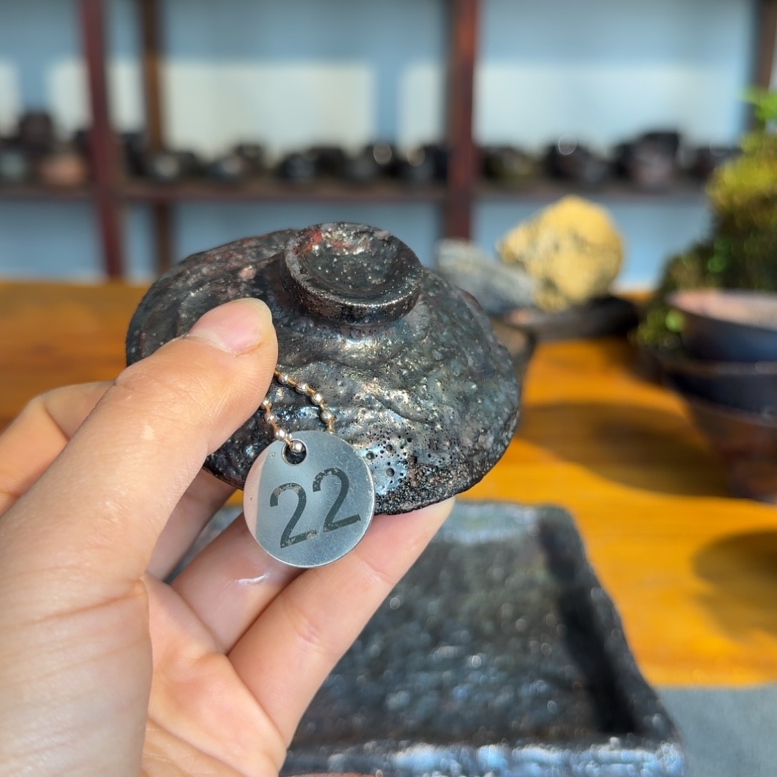 美*荥经黑砂22号微1只只