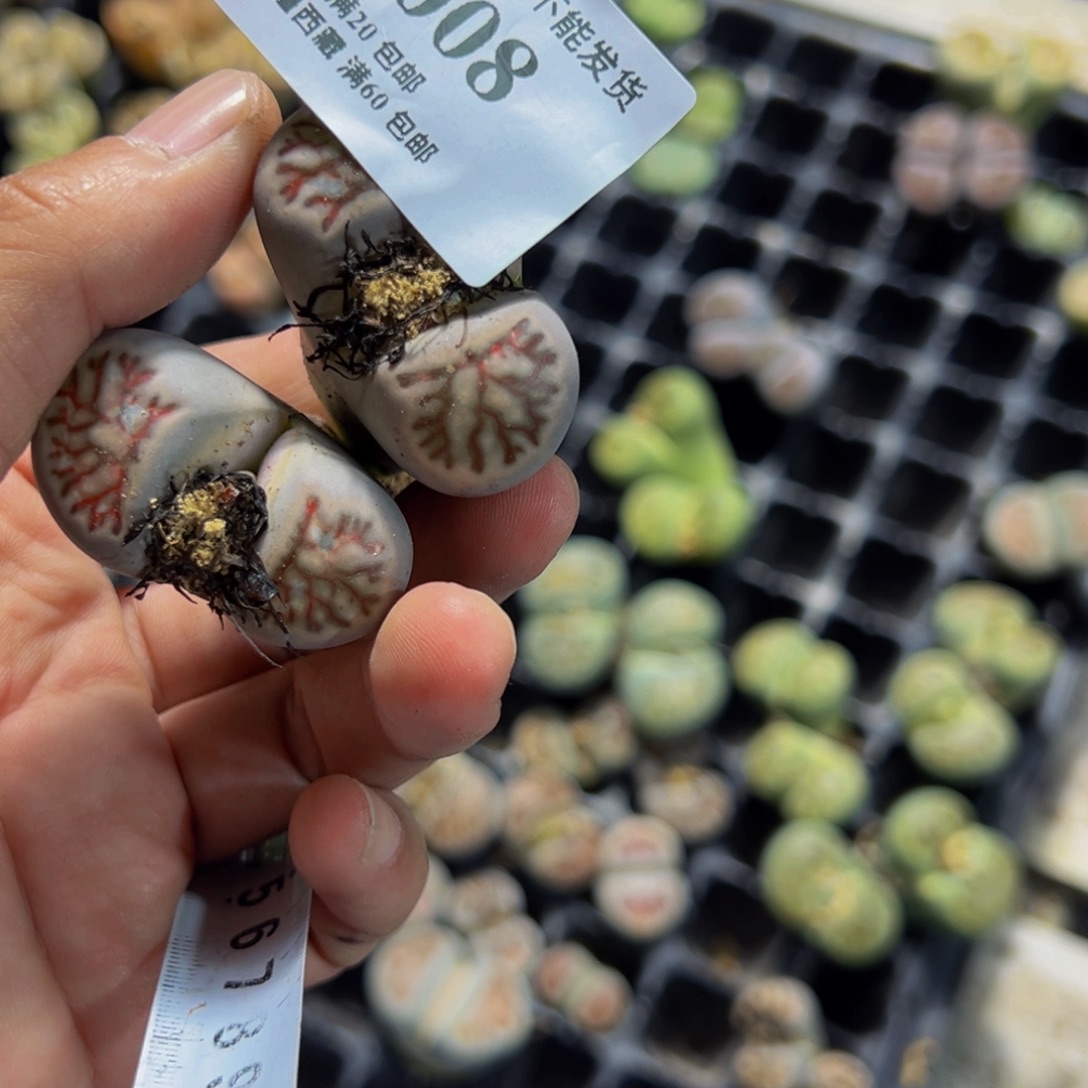 小***饭008 一物一拍，默认有伤，介意勿拍，不退不换