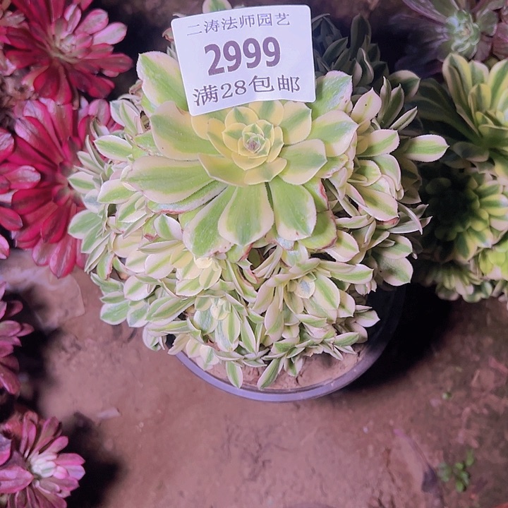 2999迈巴赫多肉植物2号