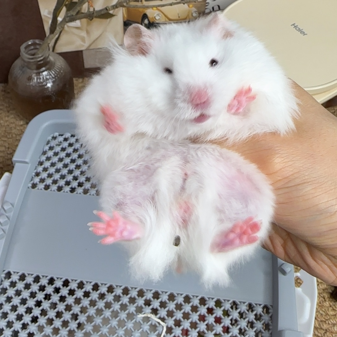 显斑雨点弟弟8.26