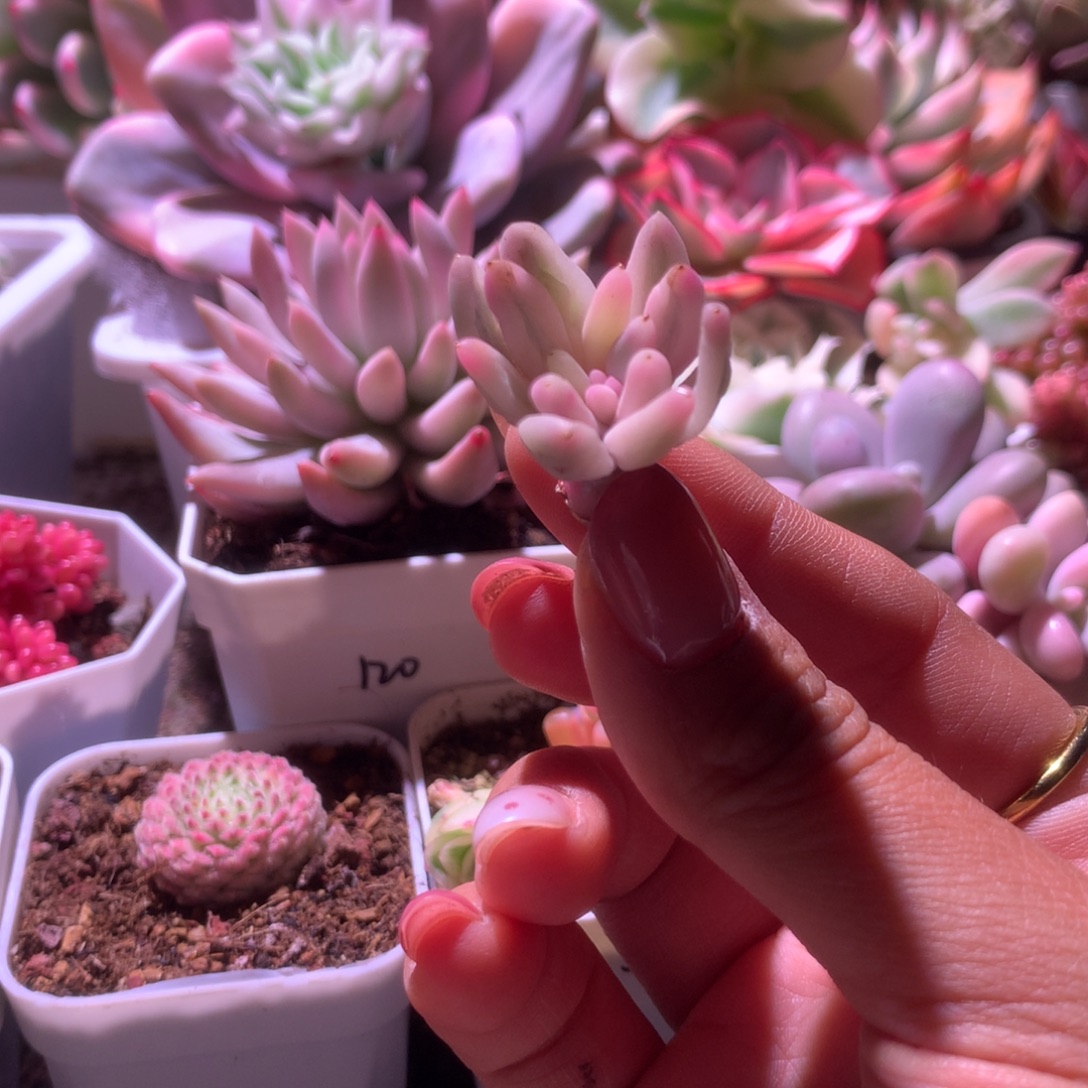捡漏汤圆覆轮锦砍头有杆子