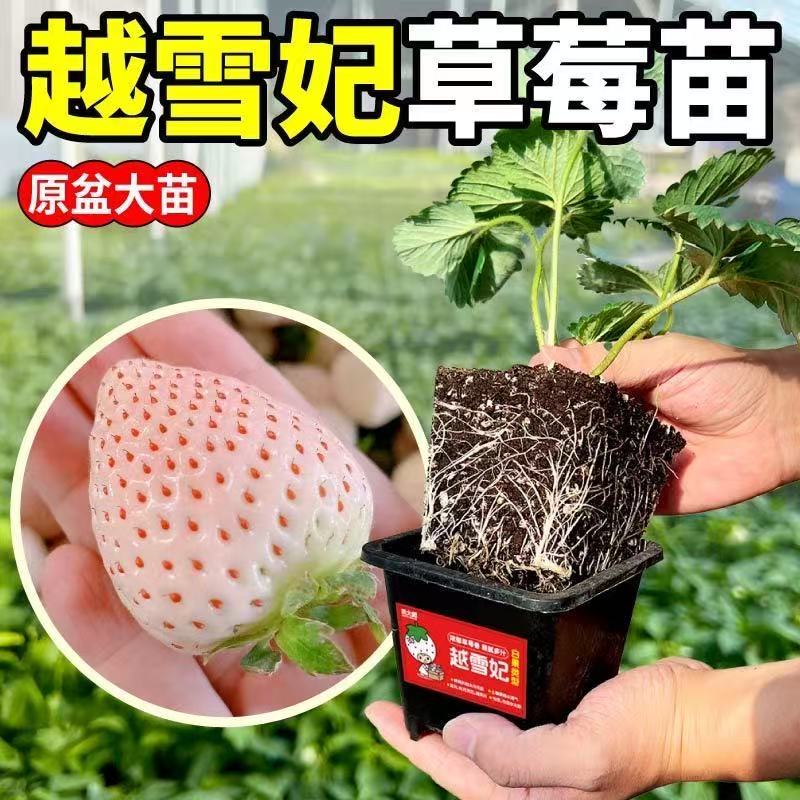 越雪妃精品草莓苗原盆原土阳台四季草莓盆栽