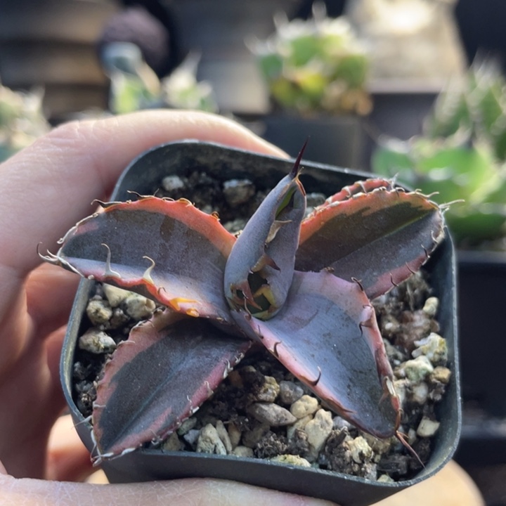 【闪购商品】蓝鲸黄腹轮