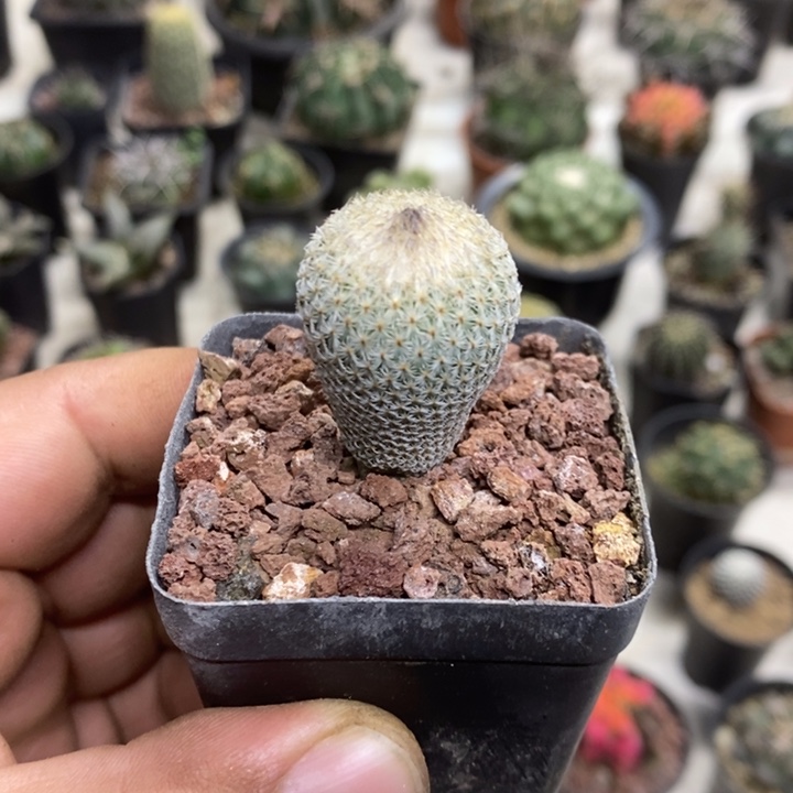 实生月世界特价福利