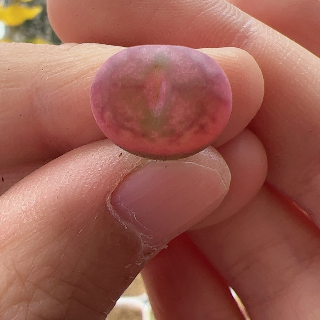 【闪购商品】131 粉色变异