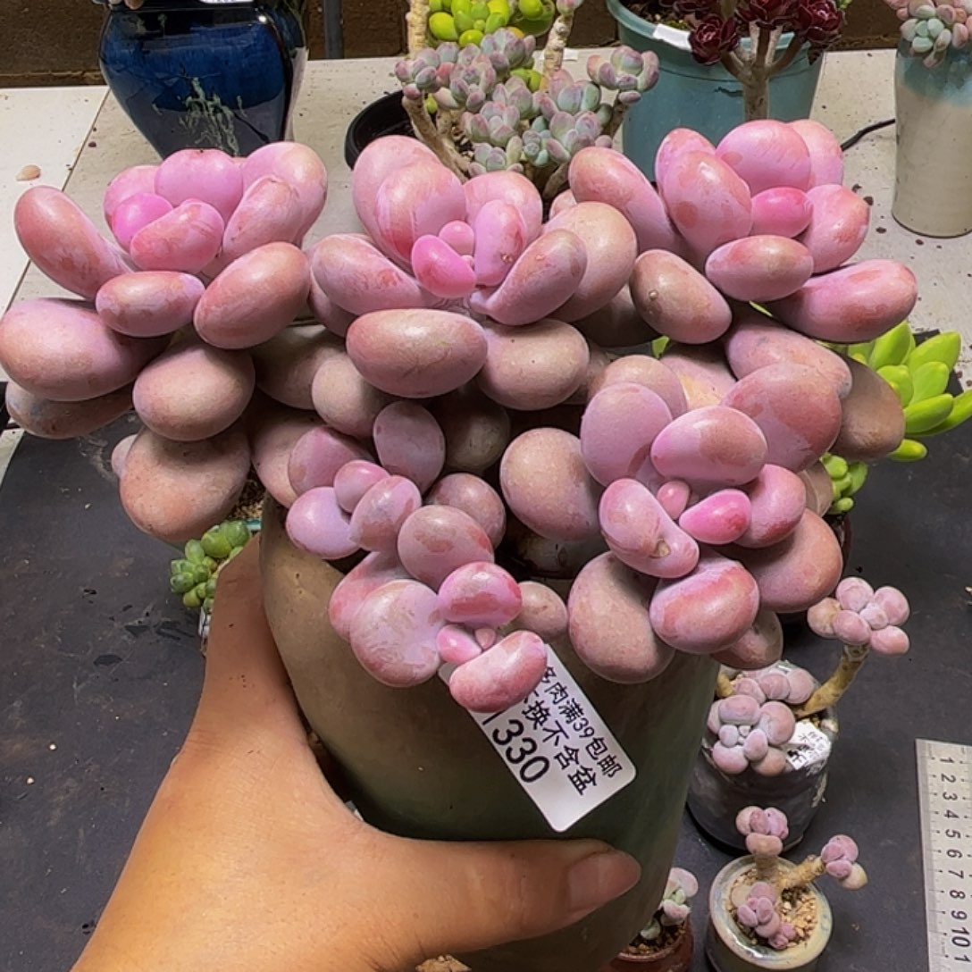 腰子大球桃蛋330/14cm