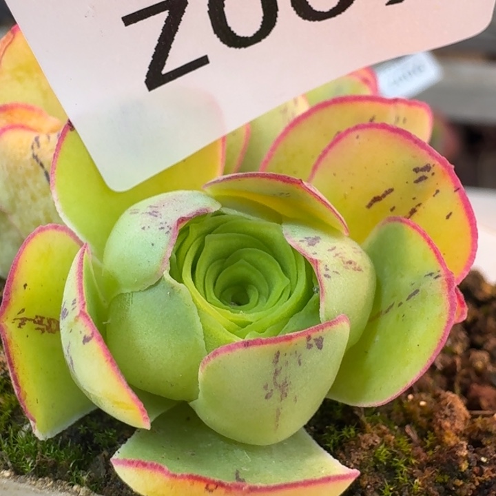 朱009。 清欢侧芽。   