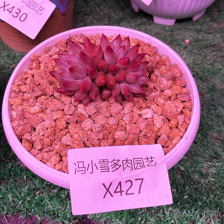 我是你的小可爱啊我的小可爱啊