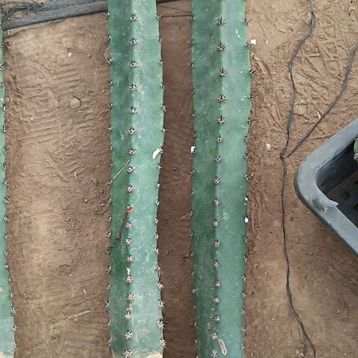 45一50胖秀浦柱2个