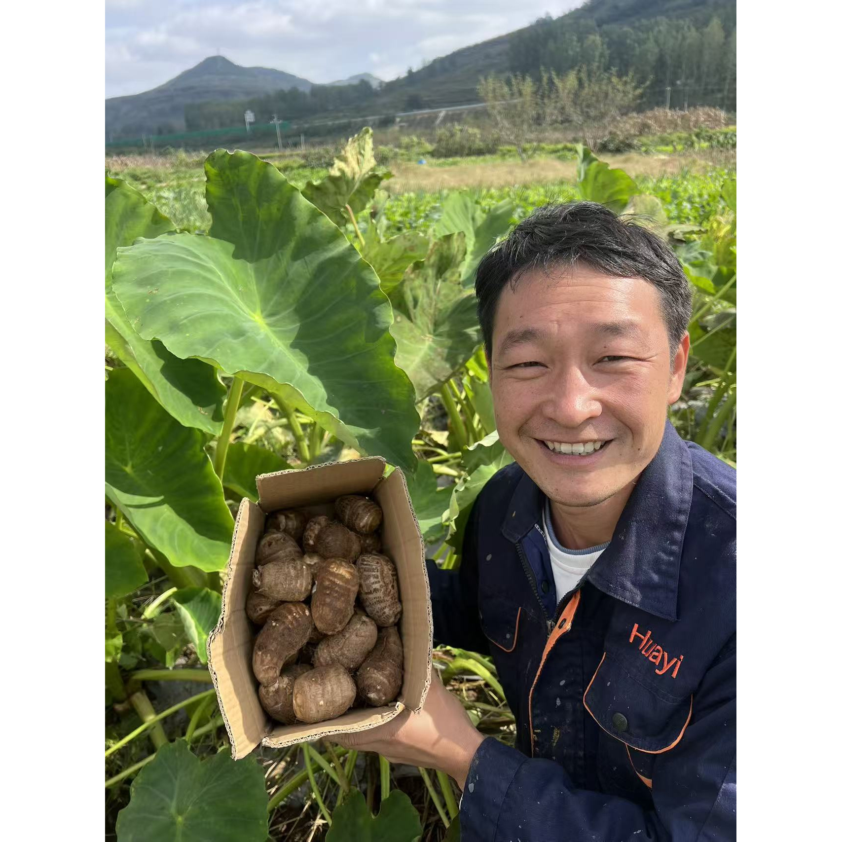 沂蒙山新鲜牛奶小芋头香芋现挖毛芋头芋艿当季农家芋仔整箱
