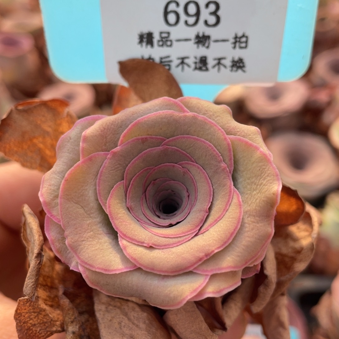 山地玫瑰693裸根发货不售后