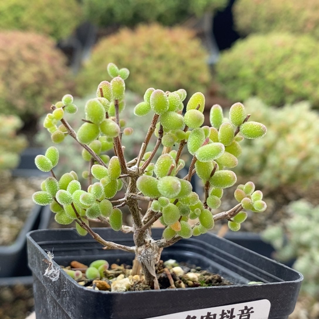 密叶糖球2021枝干番杏