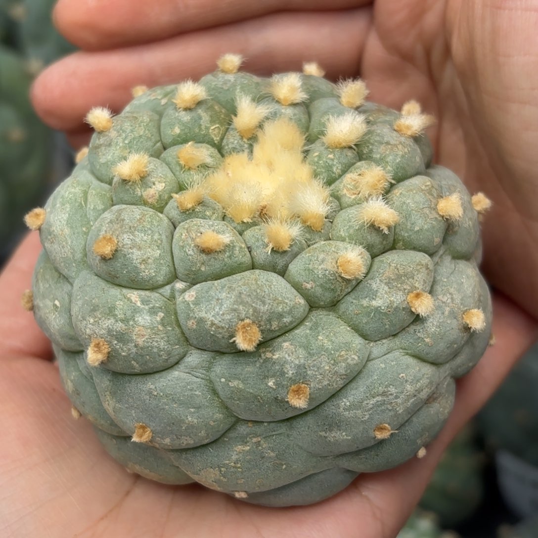 526 无根 仙人球7.5cm