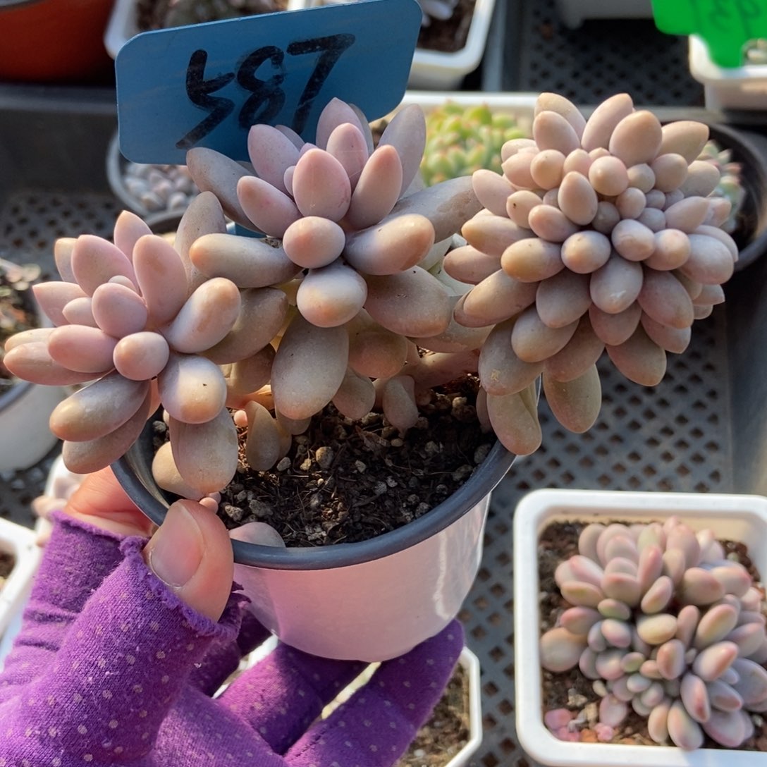 587汤圆缀多肉植物