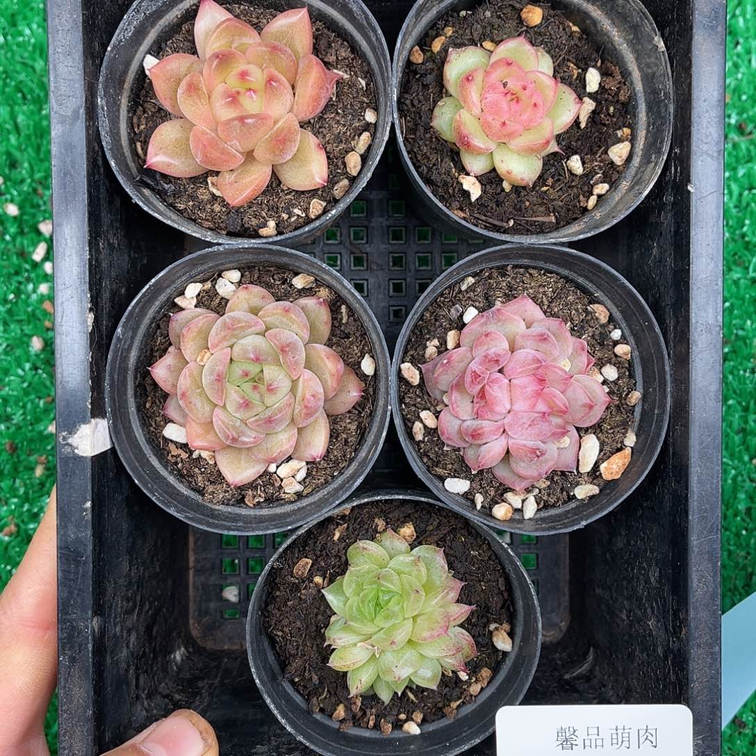 多肉一物一拍9-208