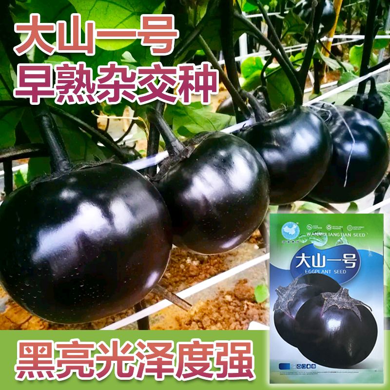 大山一号早熟杂交茄子种子
