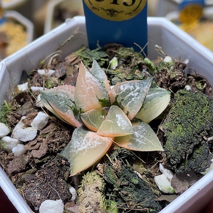 陈***墨513酒吞锦特选福利