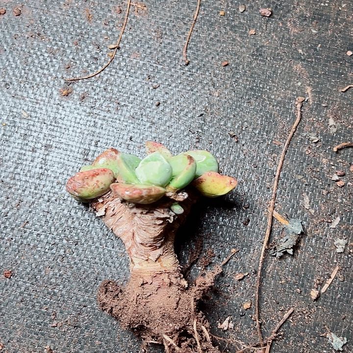 用***48030泡芙仙女杯多肉