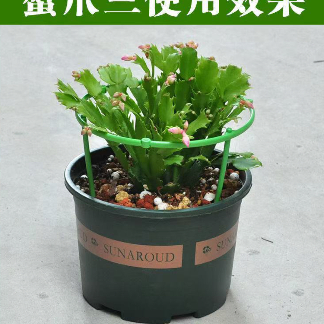 蟹爪兰专用花盆+花架两套