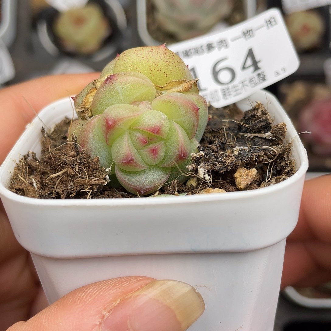 164 3.5一物一拍精品美肉